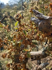 Gaudichaudia cynanchoides