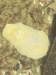Cadlina