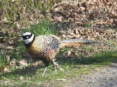 Syrmaticus reevesii
