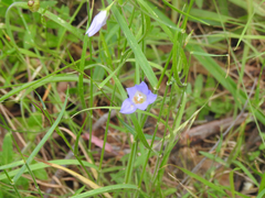 Wahlenbergia