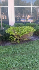 Callisia repens