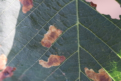 Cameraria ohridella