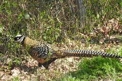 Syrmaticus reevesii