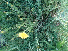 Arctotis arctotoides