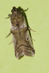 Rhodophaea