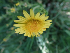 Arctotis arctotoides