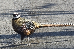 Syrmaticus reevesii