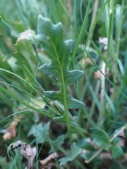 Arctotis arctotoides