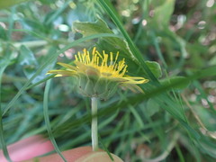 Arctotis arctotoides