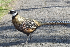 Syrmaticus reevesii