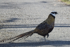 Syrmaticus reevesii