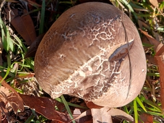 Calvatia cyathiformis