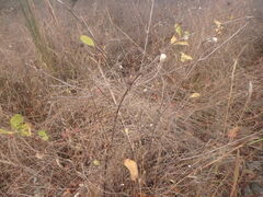 Symphoricarpos albus