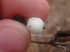 Symphoricarpos albus