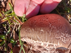 Calvatia cyathiformis