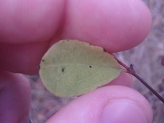 Symphoricarpos albus