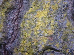 Chrysothrix candelaris