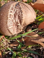 Calvatia cyathiformis