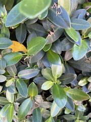 Ficus microcarpa