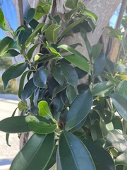 Ficus microcarpa