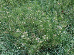 Cyclospermum leptophyllum