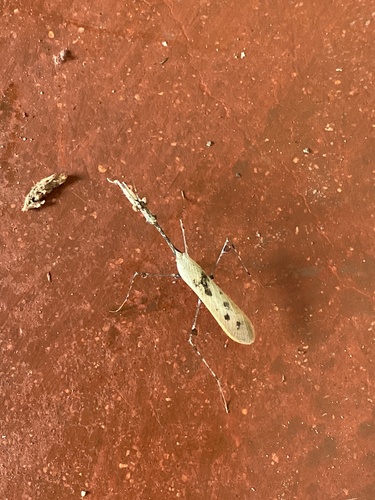 Cryptic Mantis
