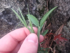 Lathyrus sylvestris
