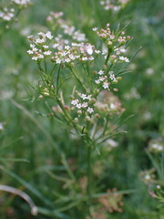 Cyclospermum leptophyllum
