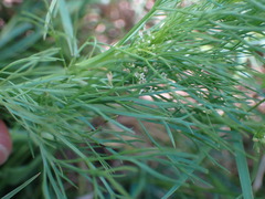 Cyclospermum leptophyllum