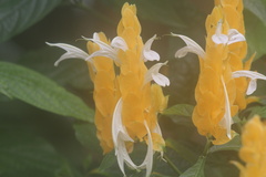 Pachystachys