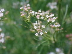 Cyclospermum leptophyllum