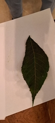 Carya texana