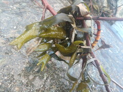 Fucus distichus