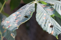 Cameraria ohridella