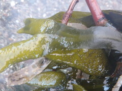 Fucus distichus