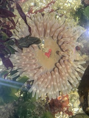 Urticina clandestina