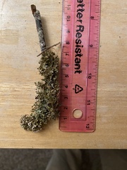 Tuckermanopsis subalpina