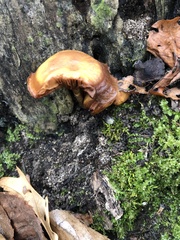 Galerina