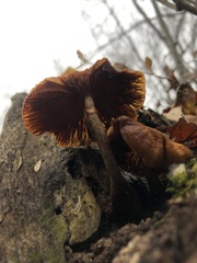 Galerina