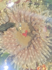 Urticina clandestina