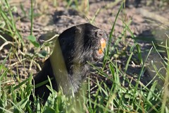 Ctenomys