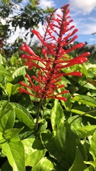 Odontonema cuspidatum