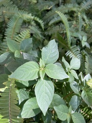 Orychophragmus violaceus