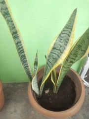 Sansevieria trifasciata