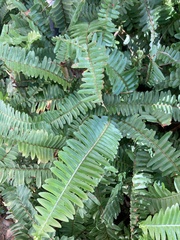 Nephrolepis exaltata