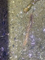 Nearctodesmidae
