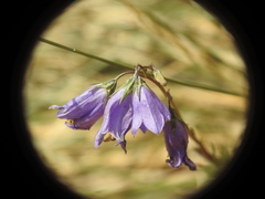 Campanula scheuchzeri