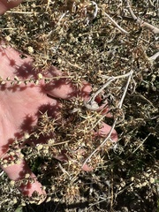 Ambrosia acanthicarpa