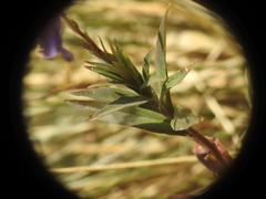 Campanula scheuchzeri