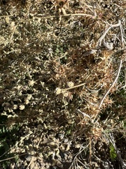 Ambrosia acanthicarpa